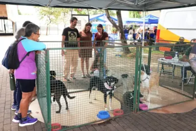 Feira de adoção de cães em Campinas neste domingo