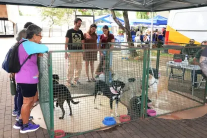 Feira de adoção de cães em Campinas neste domingo