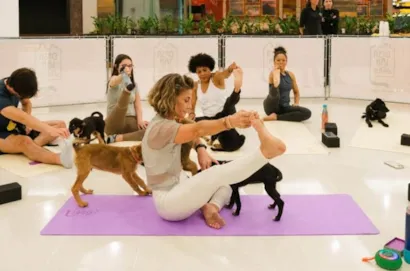 Evento de adoção no Shopping Market Place em São Paulo