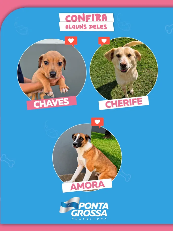 Feira de adoção de cães e gatos em Ponta Grossa - imagem 3