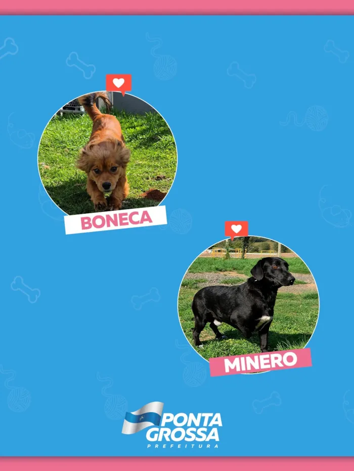 Feira de adoção de cães e gatos em Ponta Grossa - imagem 4
