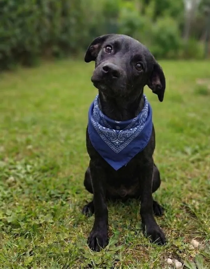 Evento Evento de adoção de cães em Sorocaba neste sábado