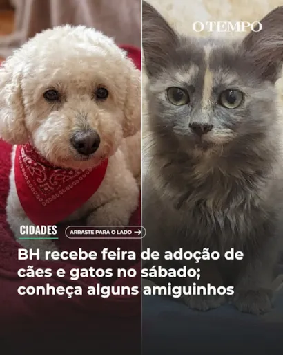 Feira de adoção de cães e gatos em Belo Horizonte