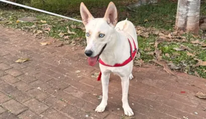 Feira de adoção de cães e gatos em Goiânia