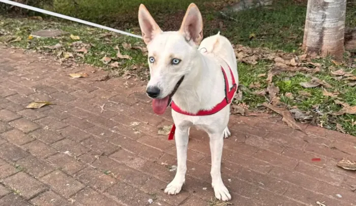 Feira de adoção em Goiânia acontece sábado, 22 de agosto, das 14h às 18h, com cães e gatos vacinados e vermifugados.