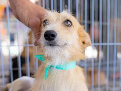 Campanha de adoção de cães e gatos na cidade de Maricá