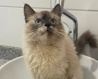 Deu Match: adoção de cães e gatos em Aparecida