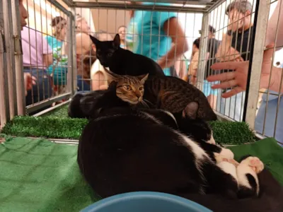 Feira de adoção de cães e gatos em Araçatuba neste domingo