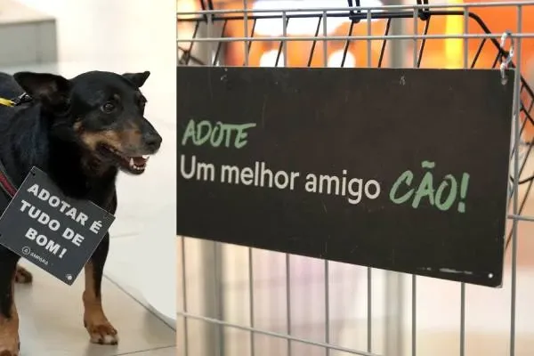 Feira de adoção de cães e gatos em Contagem no sábado, 22 de agosto, das 9h às 15h, no Carrefour. Adote um amigo com responsabilidade e amor.