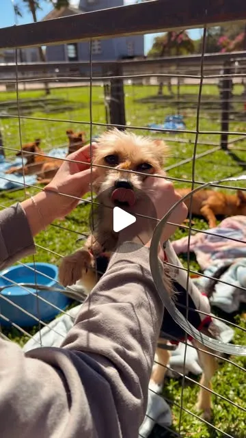 Feira de adoção de animais em Caçador