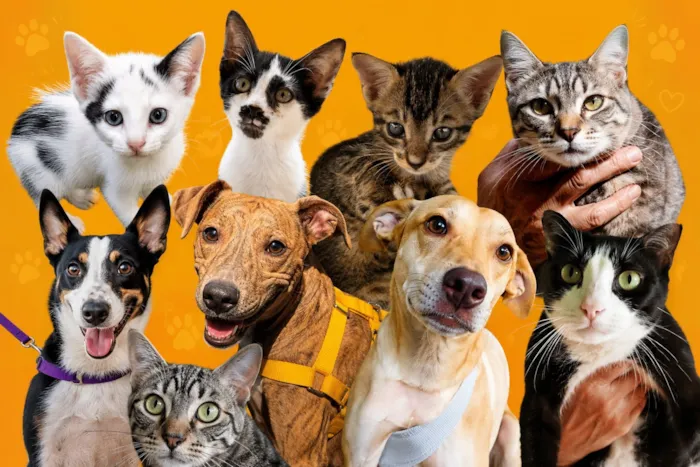 Feira de adoção em Manaus acontece em 27 de novembro, das 15h às 19h, no Manauara Shopping, com cães e gatos resgatados.