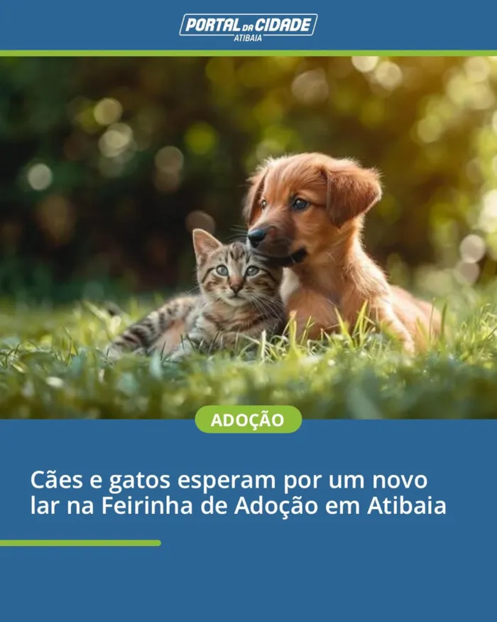 Feirinha de adoção em Atibaia acontece em 26 de agosto, na sede da Defesa Animal, com cães e gatos vacinados e vermifugados.
