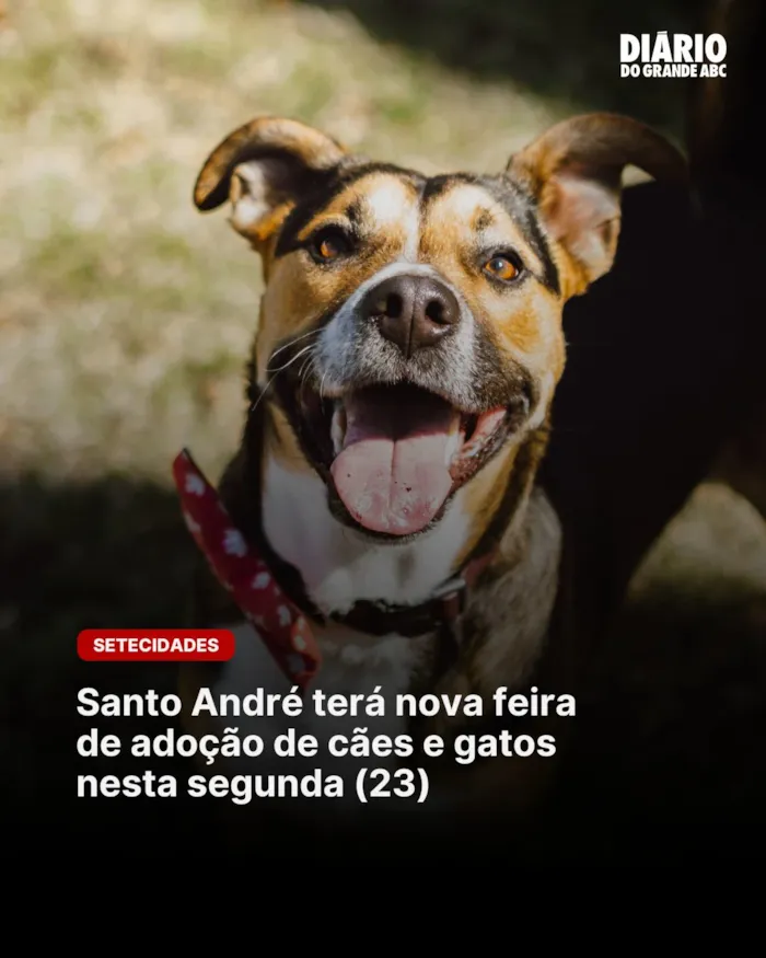 Feira de adoção em Santo André acontece em 24 de agosto, das 9h às 14h, no Hospital Veterinário Municipal, com cães e gatos.