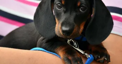 Feira de adoção responsável de cães em São Paulo