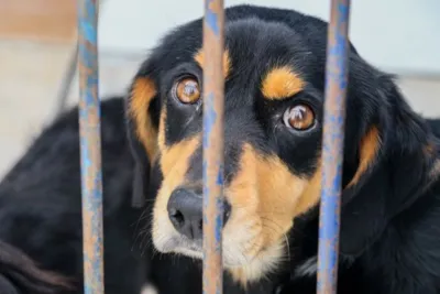 Adoção de cães e gatos em Itajaí neste domingo