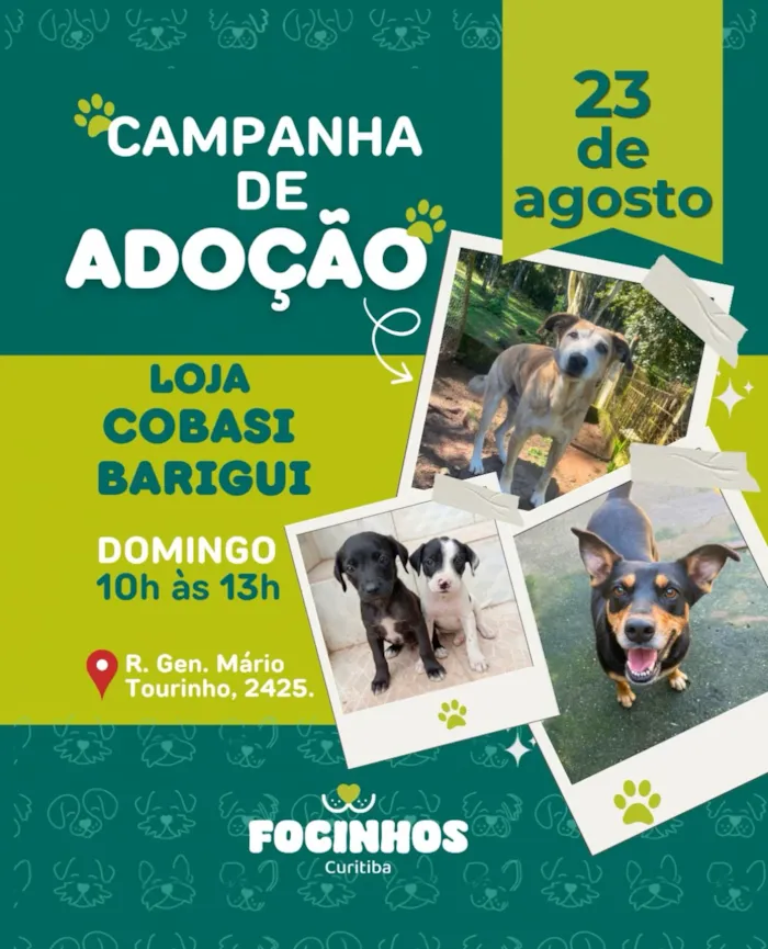 Campanha de adoção em Curitiba neste domingo, 23 de agosto, na Loja Cobasi Barigui, das 10h às 13h. Adote um cão ou gato e ganhe um novo amigo.