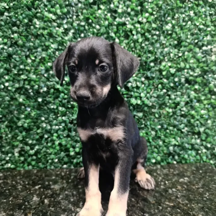 Feira de adoção "Deu Match Com Meu Pet" em Aparecida de Goiânia no domingo, 24 de agosto, das 10h às 14h, no Buriti Shopping. Adote um cão ou gato e ganhe