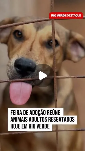 Feira de adoção de animais resgatados em Rio Verde neste domingo