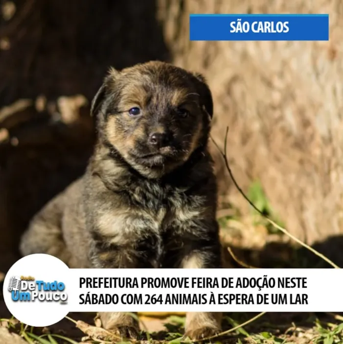 Feira de adoção em São Carlos acontece em 29 de agosto, das 9h às 14h, no Canil Municipal, com cães e gatos vacinados e microchipados.