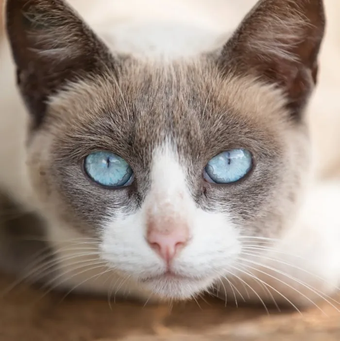 Feira de adoção de cães e gatos em São Carlos - imagem 2