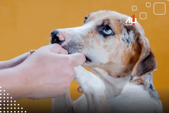 Feira de adoção em Marília acontece em 30 de agosto, das 8h às 11h, com cães e gatos resgatados, vacinados e prontos para um lar.