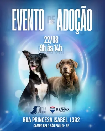 Evento de adoção de cães no Campo Belo, São Paulo