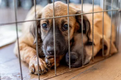 Feira de adoção responsável de pets em Cuiabá