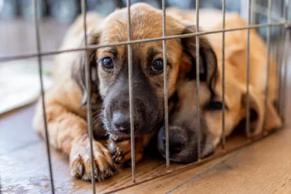 Feira de adoção responsável de pets em Cuiabá