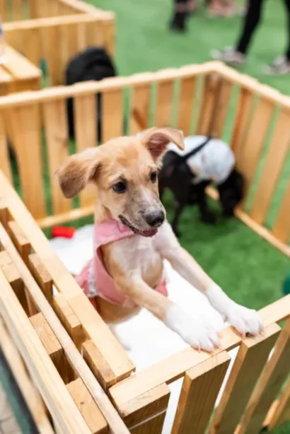 Feira de adoção de cães em São João de Meriti