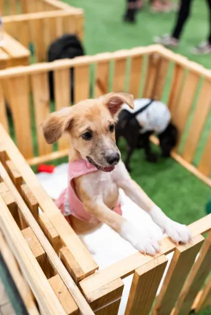 Feira de adoção em São João de Meriti acontece em 29 de agosto, das 15h às 18h, com cães e gatos à espera de um novo lar.