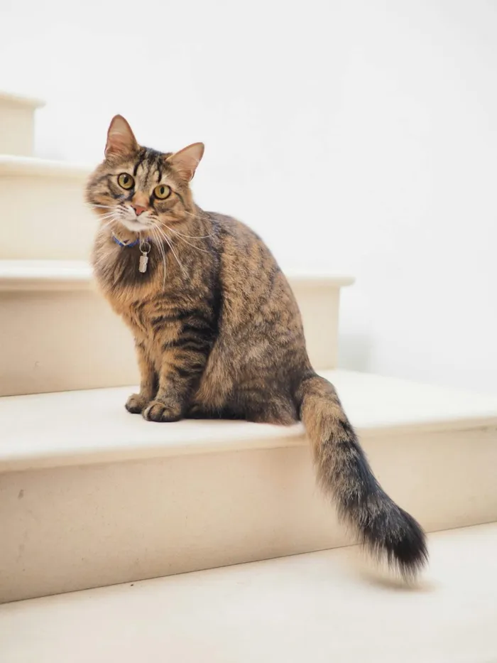 Doença Renal em Gatos: A Assassina Silenciosa que Dá Sinais Sutis