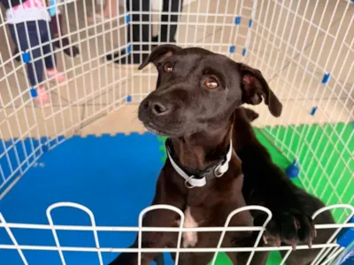 Feira de adoção e vacinação animal em Cabo Frio em 12 e 26/09