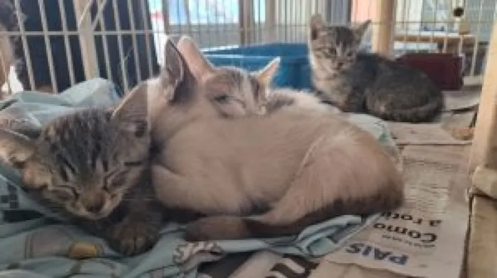 Feirinha de adoção em Sumaré acontece em 12 de setembro, a partir de horário não informado, com cães, gatos e brechó beneficente.