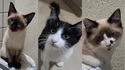 Feira de adoção responsável para gatos em Campo Grande
