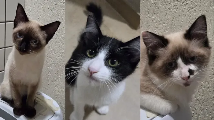 Feira de gatos em Campo Grande acontece em 28 de agosto, das 17h às 21h, com filhotes vacinados, vermifugados e prontos para adoção.