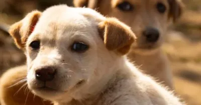 Feira Me Adota: adoção e vacinação de pets em Porto Alegre
