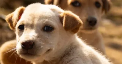 Feira Me Adota: adoção e vacinação de pets em Porto Alegre