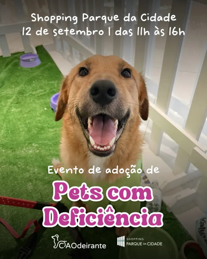 Feira de adoção de pets com deficiência em São Paulo no dia 12 de setembro, das 11h às 16h, no Shopping Parque da Cidade. Conheça e adote animais que