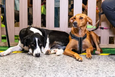Adote no Parque: feira de adoção em Lauro de Freitas neste sábado (29)