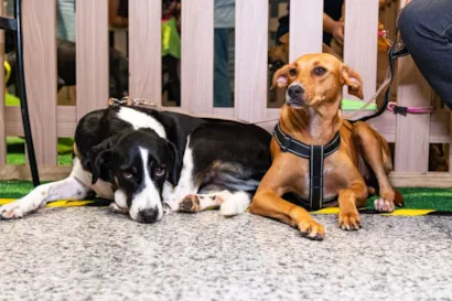 Adote no Parque: feira de adoção em Lauro de Freitas neste sábado (29)