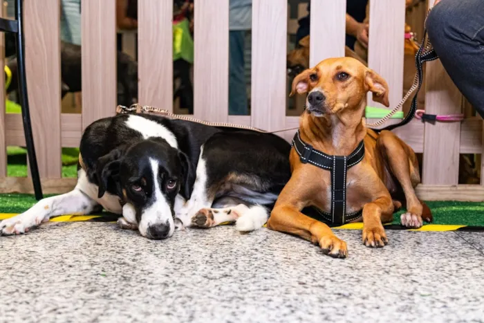 Feira de adoção Adote no Parque em Lauro de Freitas no sábado (29/08/2026), das 14h às 18h. Oferece cães e gatos para adoção, vacinação antirrábica e