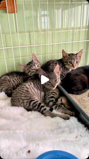 Adoção de gatos em Cerquilho: filhotes resgatados