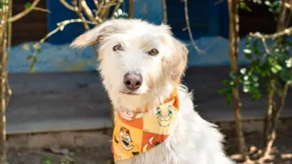 Campanha de adoção de cães e gatos no Rio de Janeiro