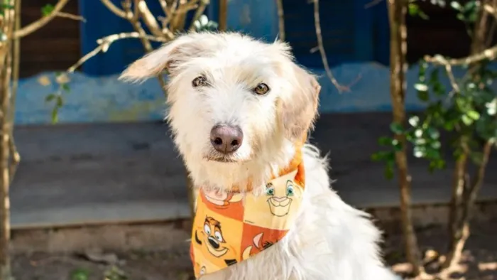 A campanha de adoção acontece no Rio de Janeiro em 29 de agosto, das 11h às 17h, com cães e gatos à espera de um lar responsável.