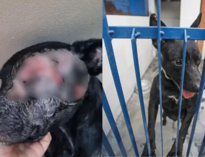 Feira de adoção em Florianópolis acontece dia 29 de agosto, das 13h30 às 17h, com cães tratados contra leishmaniose no Itacorubi.