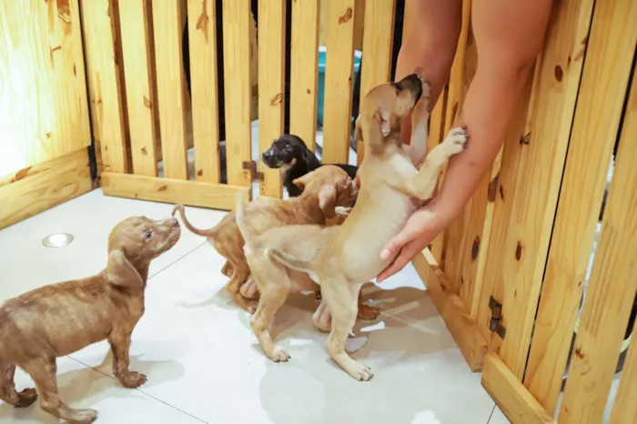 Feira de adoção de cães e gatos em Camaçari ocorre em 6 de setembro, das 13h às 18h, no Boulevard Shopping, com pets resgatados.