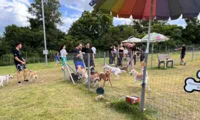 Feira de Adoção de Cães em Erechim neste Sábado (29)