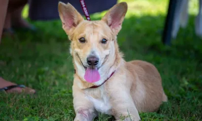 Feira de Adoção de Cães e Gatos em Santo André