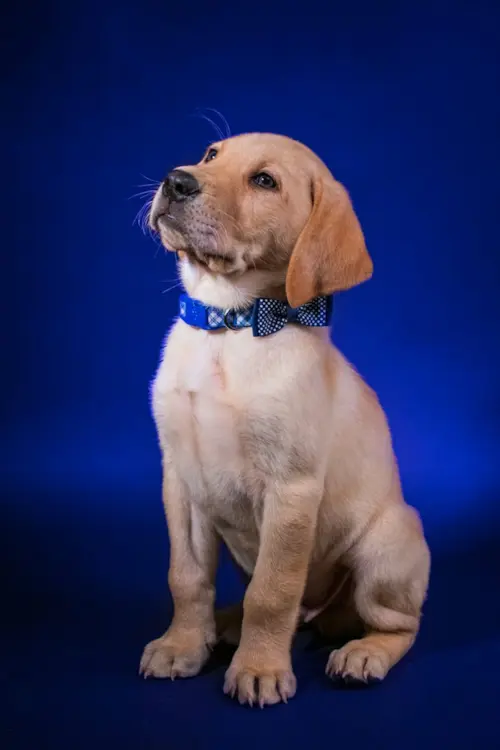 Check-up Anual Pet: Exames que Adicionam Anos de Vida