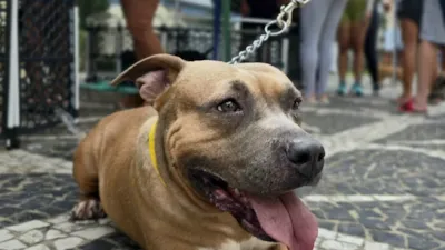 Feira de adoção em Guarujá: cães e gatos buscam um lar